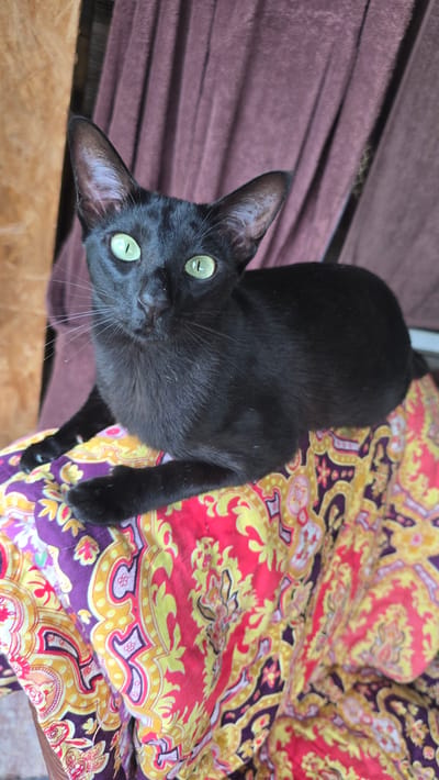 A black cat with green eyes is sitting on a colorful patterned fabric. The fabric has intricate designs in red, yellow, and purple. Behind the cat, a dark purple curtain is visible, and to the left, a wooden surface. The cat is looking directly at the camera. The image does not contain any information about the city of Малая Белоносова, Russia.