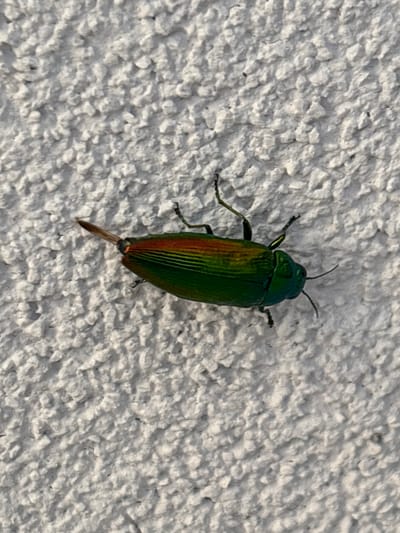 A close-up, top-down view shows a metallic green and copper jewel beetle resting on a rough, textured, light-colored surface, likely a stucco wall. The beetle is positioned vertically in the frame, its head pointing towards the top. Its body is elongated and segmented, with iridescent green wing casings that transition to coppery red along the edges. The beetle has six legs, all of which are visible and appear to be clinging to the textured surface. Two antennae extend from its head, and it has dark, compound eyes. At the posterior end of the beetle, a slender, pointed appendage is visible, likely an ovipositor. The light appears to be coming from the upper left, casting subtle shadows on the textured surface. The overall scene is static, with the beetle appearing to be at rest. The location is identified as Vicenza, Italy, though there are no specific visual cues in the image to confirm this. No text is visible in the image. The time of day and weather are not discernible from the image alone.