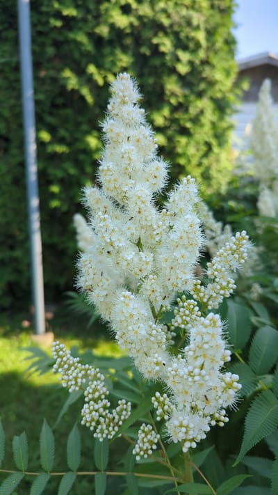A close-up, eye-level shot focuses on a cluster of white, feathery flowers on a plant, likely a species of Rowan or Sorbaria, against a blurred background of lush green foliage and a partially visible building. The flowers are densely packed and appear delicate, with numerous small white petals and prominent stamens, some of which have a slight yellow tint. Several tiny insects, likely flies or small bees, are visible on the flower clusters. In the background, a tall, grey pole stands to the left, and a large, mature evergreen hedge forms the primary backdrop. A sliver of a house with a brown roof is visible on the right, suggesting a residential setting. The lighting indicates it is daytime, with sunlight illuminating the scene and casting soft shadows. The setting appears to be a garden or yard in Terrebonne, Canada, given the context provided.