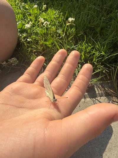 A close-up, high-angle shot shows a pale butterfly with its wings partially open resting on the palm of a person's hand. The butterfly is positioned towards the center of the palm, with its delicate, light-colored wings visible. The hand, which appears to be that of a child, displays the natural lines and texture of the skin. In the background, a patch of vibrant green grass is dotted with small white clover flowers, suggesting an outdoor, natural setting. The sunlight casts shadows, indicating it is daytime. The image is sharp and focused on the butterfly and hand.