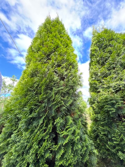 Two tall, vibrant green evergreen trees dominate the frame, their dense foliage reaching towards a bright blue sky dotted with wispy white clouds. The perspective is low-angle, emphasizing the height of the trees. A single dark wire runs diagonally across the upper left portion of the image. The scene appears to be outdoors, possibly in a garden or park. The location is identified as the village of Dunilovo, Russia.