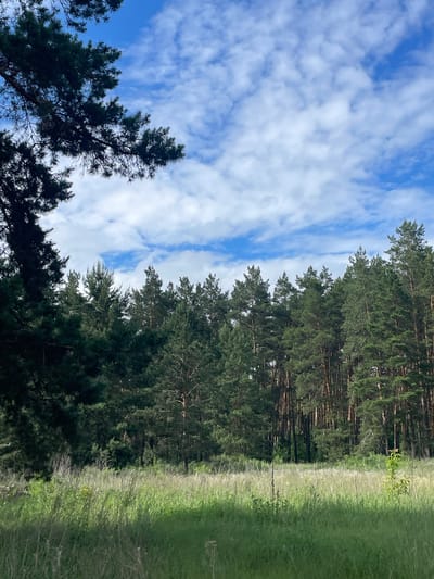 The image depicts a natural outdoor scene in Vasilevka, Russia, characterized by a forest edge and an open field under a partly cloudy sky. The upper section features a clear blue sky interspersed with numerous scattered white cumulus clouds. A dark, out-of-focus coniferous tree branch extends into the frame from the upper left, partially obscuring the sky. Below the sky, a dense coniferous forest, predominantly composed of pine trees, spans the horizon, forming a solid wall of deep green foliage. The trees exhibit varying heights, with some taller specimens extending upwards. In the foreground, a verdant meadow or field of tall grass occupies the lower third of the image. The grass appears lush and green, with some lighter, drier stalks intermingled. Areas of the field are illuminated by direct sunlight, while others remain in shadow. A small, light green sapling or plant is visible on the right side of the grassy field. No people, animals, or man-made structures are present within the frame. The scene conveys a tranquil, natural environment during daylight hours.
