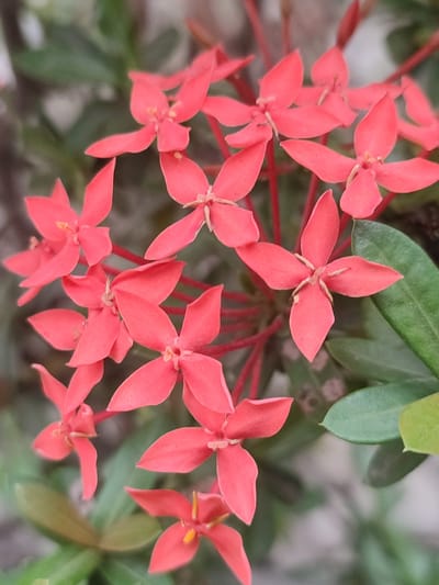 The image shows a close-up view of several small, bright red Ixora flowers in Blang Cut, Indonesia. The flowers are clustered together, with some in focus and others blurred in the background. Their petals are delicate and star-shaped, with a central stamen visible. The surrounding foliage is a deep green, providing a contrast to the vibrant red of the blossoms. The lighting suggests it is daytime, possibly morning or late afternoon, given the soft shadows. There are no people or animals present in the image.