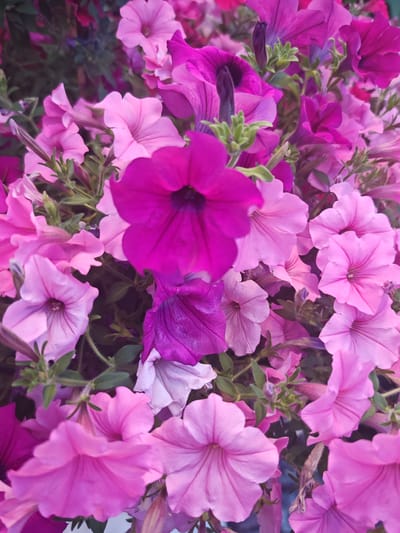 The image is a close-up, overhead shot of a dense cluster of vibrant pink and purple petunias. The flowers are in various stages of bloom, with some fully open and others still in bud. The petals are delicate and ruffled, with subtle veins adding texture. The background is a blur of green foliage and darker floral tones, creating a soft, dreamy effect. The lighting is soft and diffused, highlighting the rich colors of the flowers. There is no evidence of people or specific landmarks to indicate a location within Schwangau, Germany. The scene is purely botanical.
