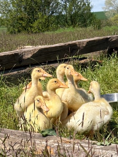 The image displays a group of approximately eight to ten fluffy, yellow ducklings clustered together in bright green grass, beside a weathered wooden fence in a rural outdoor setting. The image is oriented vertically, but when viewed upright, the ducklings occupy the foreground and midground, gathered near a sturdy wooden fence post that runs vertically along the right side of the frame.
The ducklings are a uniform light yellow color with small orange beaks and dark, curious eyes. Some are looking upwards or slightly ahead, while others are nestled among their siblings. Their soft, downy feathers are illuminated by strong sunlight, creating bright highlights and casting distinct shadows on the grass and the wooden post, suggesting a clear, sunny day, likely midday or early afternoon. The grass around them is lush and green, interspersed with some taller, dry stalks.
In the background, beyond the fence and a grassy field, a line of green trees or dense bushes can be seen under a bright, possibly overcast, sky. The overall scene conveys a peaceful and natural environment. The setting appears to be a farm or countryside, consistent with the provided location context of Asenovo, Bulgaria. There are no people or visible text in the image.