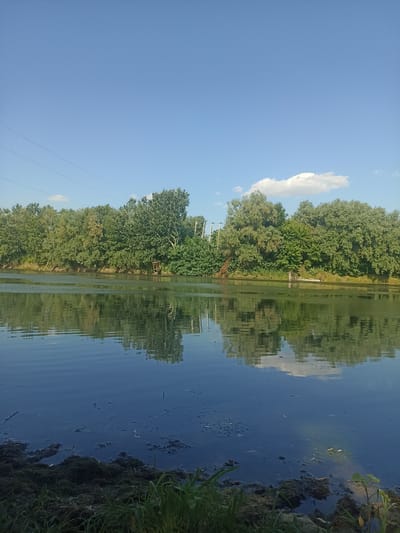 A serene daytime landscape photograph captures a wide, calm river with gentle ripples reflecting the surrounding lush green trees and a clear blue sky dotted with a few fluffy white clouds. The trees form a dense, verdant backdrop along the riverbank, with some taller trees standing out amidst the foliage.
In the distance, along the riverbank, a small wooden structure resembling a fishing platform or a decorative element can be observed. There are also signs of human presence with power lines stretching across the upper part of the sky, and what appears to be a small boat or raft moored near the bank. The foreground of the image shows a close-up view of the river's edge, with dark, marshy ground covered in weeds and grass, and the dark water near the bank has some debris floating on it.
The overall mood of the image is peaceful and natural, suggesting a quiet afternoon in a rural or semi-natural environment. The clear sky and reflections indicate fair weather and a sunny day. The location context provided, Korotnoye, Moldova, places this scene in a specific geographical area known for its natural beauty. No visible text is present in the image.