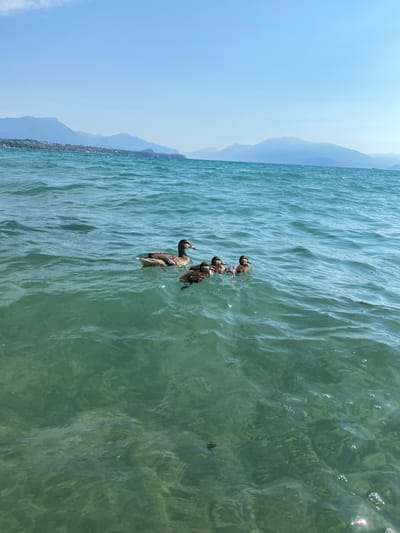 In Padenghe sul Garda, Italy, a mother duck and four ducklings swim in the clear, turquoise waters of Lake Garda under a bright blue sky. The scene captures a serene moment of nature, with gentle waves lapping against the shore in the background, where distant mountains and a small town are visible. The water is so clear that the rocky lakebed is visible beneath the surface, with sunlight glinting off the ripples. The ducks are the main subjects, swimming together as a family, their feathers reflecting the sunlight. The image evokes a sense of peace and tranquility, capturing the beauty of the Italian countryside and its natural inhabitants.