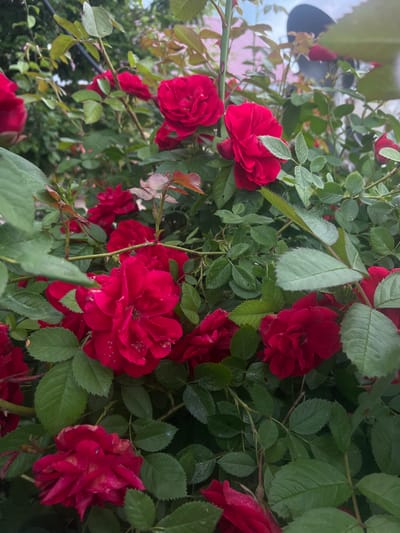 A close-up shot captures a cluster of vibrant red roses in full bloom. The flowers are densely packed, with some buds and fully opened petals visible. Dark green leaves, some appearing slightly damp, surround the blossoms, creating a rich contrast. The background is blurred, showing hints of foliage and a soft, overcast sky. The scene suggests a natural setting, possibly a garden or park, within the city of Novokatayevo, Russia. No people or specific actions are depicted.