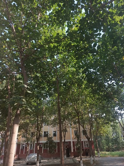A low-angle shot captures a row of trees with dense green foliage in Hakkulabad, Uzbekistan, partially obscuring a cream-and-maroon multi-story building. The building has numerous windows, some with air conditioning units mounted beneath them, and a few small green plants visible on the ledges. In the foreground, a car covered with a gray tarp is parked on an asphalt surface, with some of the trees showing white paint on their lower trunks. The sunlight filters through the leaves, creating dappled shadows on the ground and the building. The background reveals more trees and greenery, suggesting an urban park or residential area.