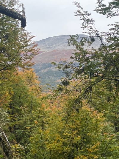 The image shows a mountain partially obscured by trees with autumn foliage. The mountain has a rocky face with areas of red and gray, potentially from minerals or vegetation. The foreground consists of trees with green and yellow leaves, indicating the change of seasons. The sky is overcast. The location is likely near Puerto Almanza, Argentina.