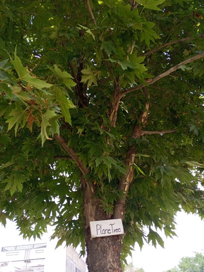 A medium shot captures a tree with large, green, lobed leaves and a thick, textured brown trunk. A small white sign with "Plane Tree" handwritten in black ink is attached to the lower right portion of the trunk. In the background, the top of a white building with dark window frames is visible to the left, and a blurred section of a light-colored building is to the right, suggesting an urban setting. The sky is bright white, indicating daylight. The image is taken from a low angle, looking up into the canopy of the tree. The location is specified as Rahim Abad, Pakistan.