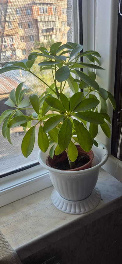 This image shows a potted plant with lush green leaves on a windowsill. The plant is in a white decorative pot, which sits on a light-colored marble surface. Through the window, a building with multiple floors and many windows can be seen, suggesting an urban or suburban setting. A fine mesh screen is visible on the window, possibly a mosquito net. The lighting suggests it is daytime, and the overall scene is calm and domestic, with the plant appearing to be well-cared for. The location is identified as Metsamor, Armenia.