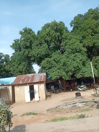 The image depicts a vibrant scene in Wuro Sani, Nigeria, under a clear, bright sky, suggesting it is daytime with good weather. The foreground shows a dirt road with some scattered vegetation and logs. To the left, a partially visible pile of green foliage is prominent.
The midground features a collection of small structures, likely shops or market stalls. One building, constructed from mud with a rusty corrugated iron roof, has an open doorway revealing a dark interior, possibly with some goods displayed. The word "airtel" is visible as a logo on the side of this building. Adjacent structures have blue and corrugated iron roofs.
The background is dominated by a large, leafy tree providing shade over a bustling area. Underneath the tree and in front of the stalls, several people are engaged in various activities. Some individuals are standing, possibly interacting with vendors, while others are near motorcycles, suggesting transportation is a key element of the scene. Two motorcycles are parked prominently, one white and another green. The atmosphere appears lively, indicative of a market or a social gathering point. The general impression is one of everyday life in a community setting in Nigeria.
