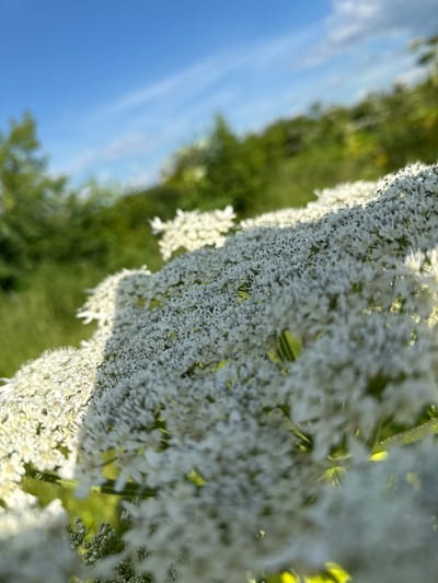 This is a close-up, low-angle shot of white wildflowers, likely Queen Anne's Lace, in a field. The flowers are densely packed with tiny white petals and dark centers, creating a textured, almost fluffy appearance. The foreground is dominated by these blossoms, with some appearing sharply in focus and others blurred due to the shallow depth of field.
In the background, out of focus, is a line of green trees or foliage, suggesting a natural, outdoor setting. Above the foliage, the sky is a vibrant, clear blue with a few wispy white clouds. The lighting indicates it is likely daytime, possibly late afternoon or early morning, given the angle of the sunlight illuminating the flowers and casting some shadows.
The overall mood is serene and natural. The image captures a moment of natural beauty in a rural or semi-rural location. Based on the provided context, the scene is situated in Malmyzh, Russia. There is no visible text in the image.