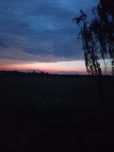The image depicts a twilight scene over a rural landscape, likely in or near Mykhnivtsi, Ukraine. The sky is a gradient of deep blues and purples at the top, transitioning to a soft pink and orange horizon line. A silhouette of trees and structures, possibly buildings or industrial elements, is visible against this vibrant sky along the distant horizon. In the foreground, a dark, silhouetted tree with drooping branches and leaves partially obscures the view of the landscape, which appears to be a field. The overall mood is somber and serene, characteristic of dusk. There are no visible people or animals in the frame. The lighting suggests it is either sunrise or sunset.