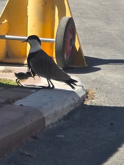 Two birds, an adult and a chick, are on a paved area next to a curb and a yellow structure. The adult bird is standing and facing left, with its head tilted down. The chick is positioned to the left of the adult, also facing left and appearing to be walking or standing. The adult bird has dark plumage on its back and wings, and a white neck and head with a dark cap. The chick is small and dark-colored. Behind the birds is a large yellow structure, possibly a traffic barrier or construction equipment, with a wheel visible on its right side. The ground is paved with asphalt and concrete. The scene appears to be outdoors, with sunlight casting shadows. The image is taken from a low angle, focusing on the birds and the immediate surroundings. The location is specified as the city of Beer Tuvia Regional Council, Israel.