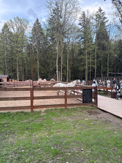 The image depicts a zoo enclosure in what appears to be Lapshinka, Russia. The enclosure is made of wood and wire mesh. Inside, there are several animals, including at least one white spotted horse (possibly an Appaloosa) and what appears to be a camel. A sign in Russian is attached to the enclosure, possibly prohibiting feeding the animals. Behind the enclosure, there's a wooded area with tall trees. A raised wooden platform with people seated at tables is visible in the background. The surrounding area shows patches of grass.