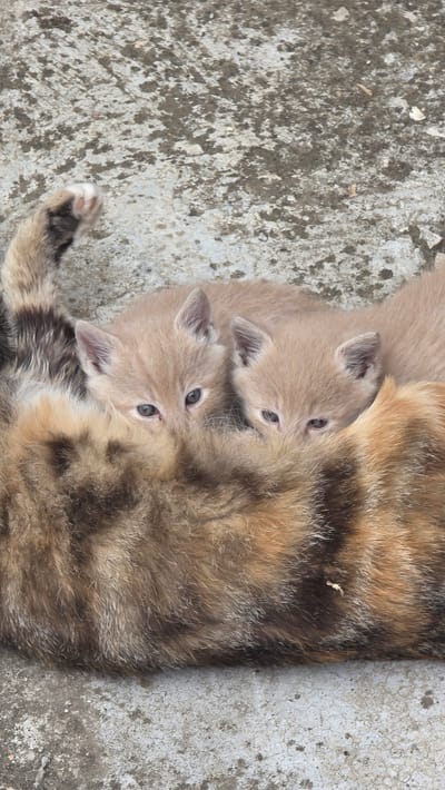 Two pale kittens are huddled close to a brown and tan cat, likely their mother, on a rough, gray surface. The location is presumed to be Valchi Dol, Bulgaria, based on unspecified contextual information.