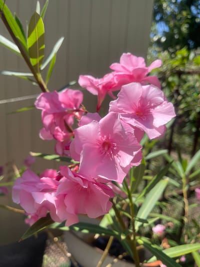 A cluster of vibrant pink oleander flowers in full bloom is the central subject of this image. The flowers, with their delicate, layered petals, are arranged on a plant with long, slender green leaves. The lighting suggests it is daytime, with sunlight casting dappled shadows on the petals and leaves, highlighting their textures. The background is softly blurred, showing a light-colored vertical fence on the left and lush green foliage with bokeh effects on the right, indicating an outdoor setting. The overall impression is one of natural beauty and vibrant color. There is no indication of the city of Primorsko-Akhtarsk, Russia in the image.