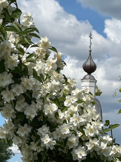 The image captures a cluster of blooming white jasmine flowers in the foreground, obscuring a portion of a distant building with a dark, onion-shaped dome topped with a cross, characteristic of Russian Orthodox churches. The sky above is partly cloudy with patches of blue. The building's architecture suggests it is part of a monastery or church complex, potentially located in the village of Ерино, Russia, which is known for its religious sites. The focus is on the delicate white blossoms against the backdrop of a cloudy sky and a religious structure. There are no people or animals visible in the image.