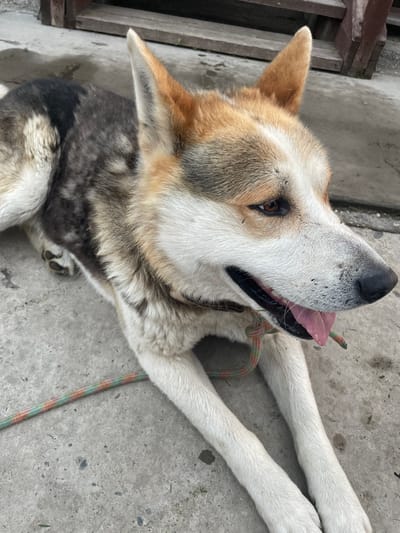 An adult dog, likely a husky or shepherd mix with mottled gray and white fur, is lying on a concrete surface in what appears to be an outdoor, possibly rural, setting. The dog's head is turned to the right, with its tongue slightly out and panting. A multi-colored rope leash is attached to its collar and lies across the concrete. In the background, wooden planks suggest a deck or porch structure. The overall scene is informal and appears to be taken during daylight hours. The location is specified as Chulym, Russia.