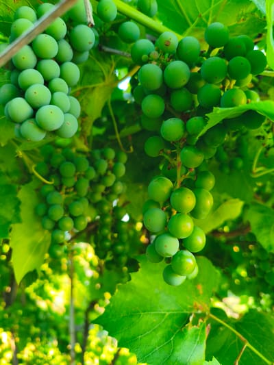 The image shows a close-up view of several clusters of unripe green grapes hanging from a vine. The grapes are small and round, with a smooth skin. They are attached to stems that are part of a larger vine, which is covered in broad, green leaves. The lighting suggests it is daytime, with sunlight filtering through the foliage, creating bright spots and dappled shadows. The background is out of focus, showing more green leaves and hints of bright sunlight, creating a soft, bokeh effect. There are no people or animals visible in the image, and the scene appears to be an outdoor vineyard or garden. The specific location within Ақсуат ауылдық округі, Kazakhstan, cannot be determined from the image alone.