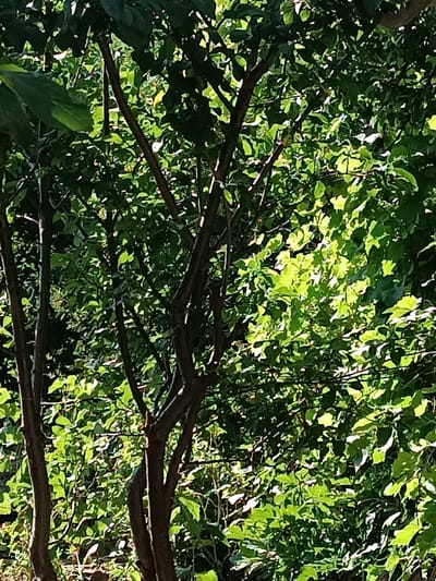 The image shows a dense collection of trees with lush green foliage. The sunlight filters through the leaves, creating patches of bright illumination and shadows. The trees have thin, dark brown trunks and branches. The overall impression is one of a natural, overgrown environment. The image does not contain any people, specific objects, or identifiable actions. It appears to be a photograph taken in a natural setting, likely a park or a wooded area.