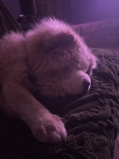 A close-up photo shows a golden retriever dog sleeping on a dark green, textured blanket. The dog is primarily illuminated with a purple-tinged light. The dog is curled up, with its face nestled into the blanket and one paw extended. The background is blurred, with what appears to be a wall and possibly other objects out of focus. The location and city of Sadievo, Bulgaria cannot be determined from the image.