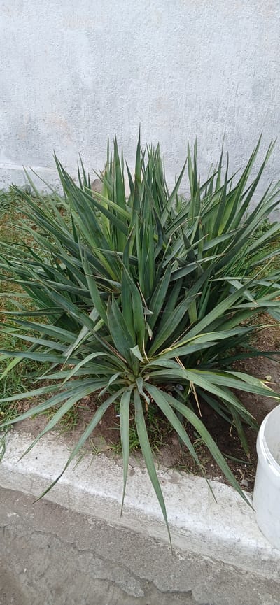 In Kurbanov, Uzbekistan, an outdoor, ground-level, medium-angle shot features a dense, spiky green plant with long, sword-like leaves. The plant is situated in front of a rough, textured, light-colored wall, which appears to be made of stucco or concrete. The ground around the plant consists of soil, patchy green grass, and a white concrete border that separates the planting area from a grey concrete pathway. To the right side of the image, a portion of a white plastic bucket is visible. The lighting suggests it is daytime, and the overall scene is static and appears to be a residential or public outdoor space.