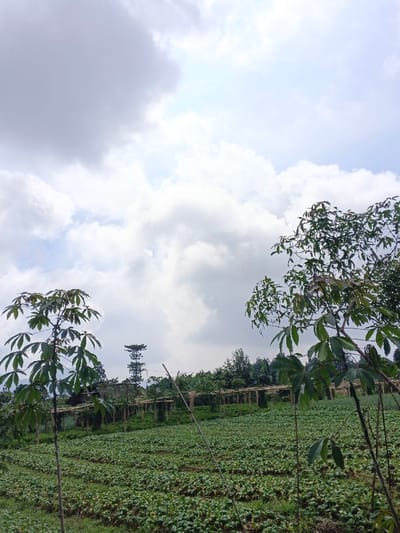 This image depicts a rural agricultural landscape located in Maw Hit, Myanmar, under a partly cloudy daytime sky. The foreground features a cultivated field with numerous small, low-lying green plants arranged in discernible rows. Two young trees with palmate, lobed green leaves, possibly cassava, are positioned in the lower left and right of the frame, partially obscuring the field. A slender, light-colored support pole is visible diagonally in the lower center.
In the midground, a series of parallel wooden trellis structures extend horizontally across the scene, likely supporting climbing vegetation. These structures are backed by dense green foliage, suggesting additional crops or natural growth. Further back, a tall, narrow conifer-type tree stands out against the sky. The background shows indistinct distant green hills or mountains.
The sky occupies the upper half of the image, characterized by a mix of bright white and grey cumulus clouds, with an area of diffused sunlight or lighter sky visible towards the upper right. No human figures or active processes are discernible within the frame.