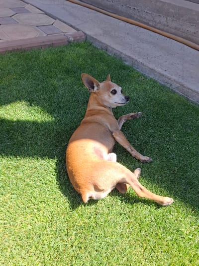 A tan Chihuahua dog is lying on a vibrant green lawn in the city of Kara-Balta, Kyrgyzstan. The dog is positioned on its side, facing to the right, with its front left paw extended. Sunlight casts a shadow across the grass, dappling the scene. In the background, a pathway made of hexagonal and rectangular concrete pavers is visible, bordering the lawn. Further back, a concrete structure, possibly a raised foundation or steps, runs parallel to the pathway. A coiled hose is present on top of this concrete structure. The dog appears relaxed, enjoying the outdoor environment.