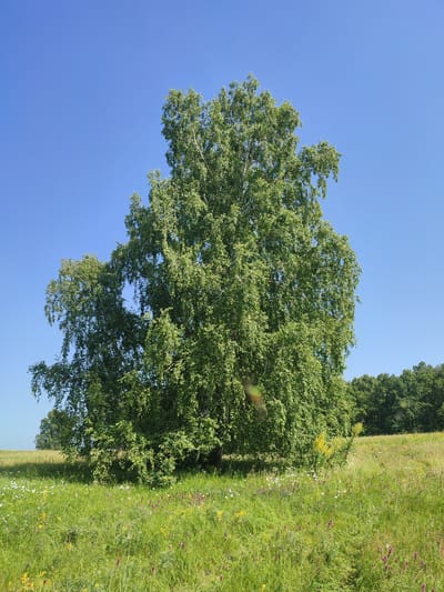 A full-shot photograph captures a lone, mature birch tree standing tall in a vibrant green meadow under a clear, bright blue sky. The tree's dense foliage, a rich green, drapes outward, with its trunk rooted in the center of the frame. The meadow is adorned with a variety of wildflowers, including white daisies and small purple and yellow blooms, interspersed with tall blades of grass. In the background, a dense line of dark green trees forms a natural border, separating the meadow from what appears to be a distant, hazy landscape. The overall scene depicts a serene, natural environment, likely a rural setting in Yamansarovo, Russia. There are no people or animals visible in the image.