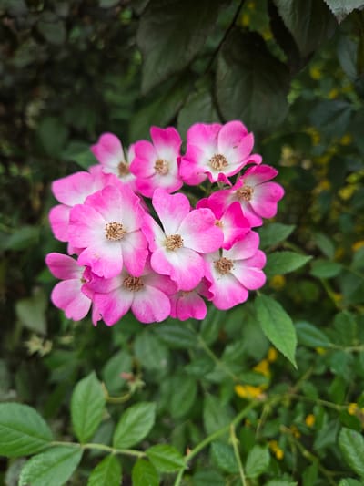 A close-up, high-angle shot captures a cluster of bright pink and white multiflora roses with their delicate petals and prominent brown stamens. The roses are in full bloom and appear to be part of a dense bush, with lush green leaves and dark foliage forming the background. The lighting suggests it is daytime, with a slightly overcast sky, creating soft shadows and highlighting the vibrant colors of the flowers. The image is focused on the floral subject, with the background slightly blurred, emphasizing the texture and intricate details of the roses.