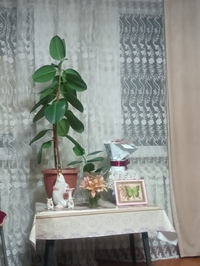 The image shows a table covered with a tablecloth, set against a backdrop of sheer white lace curtains with floral patterns and a cream-colored curtain. On the table, there are several decorative items. A large rubber plant in a brown pot stands prominently on the left. To its right, there is a bouquet of pink lilies in a glass vase. In front of the bouquet, a framed picture featuring a green butterfly on a floral background is displayed. To the left of the flowers, there are three ceramic figurines: a large, white, fish-shaped one with a gold-colored head, flanked by two smaller, white owl-shaped figures. The lighting suggests it is daytime, and the scene appears to be indoors, possibly in a home in Atbasar, Kazakhstan. There is no discernible text in the image.