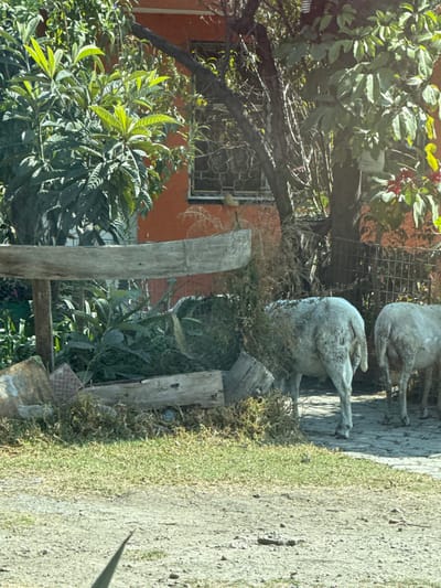 Two white sheep statues stand on a dirt and grass path next to a wooden fence and leafy green trees. An orange building with a barred window is visible in the background. The statues are positioned one behind the other.