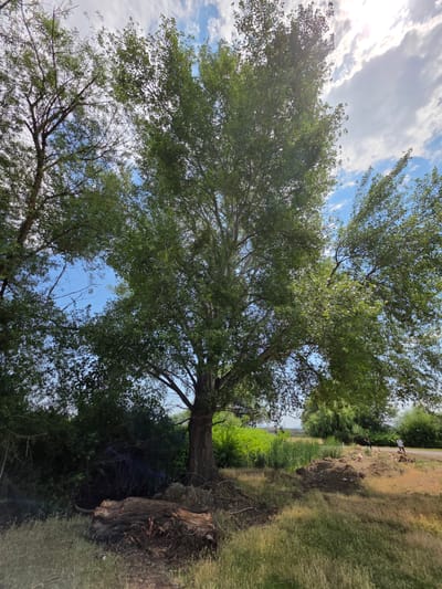 The image depicts a natural outdoor scene, likely in the vicinity of Poylu, Azerbaijan, dominated by a large, leafy tree in the foreground. The tree's branches extend outwards, partially obscuring the bright, cloud-filled sky. To the left of this central tree, another, thinner tree with fewer leaves is visible, its branches reaching towards the sky. The ground beneath the trees is covered in dry grass and scattered debris, including a large fallen tree trunk. In the mid-ground, a patch of tall green reeds grows near a mound of dark soil. Further in the background, a road is visible, with two individuals standing on it. One person, wearing dark clothing, appears to be standing still, while the other, in a white shirt, is engaged in an activity that is not clearly discernible. The landscape extends to a distant horizon, with hints of rolling hills and vegetation under a dynamic sky.