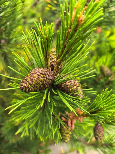 A close-up, eye-level, outdoor shot showcases a cluster of young pine cones nestled amongst vibrant green pine needles. The needles are sharp and pointed, with a few droplets of water clinging to them, suggesting recent rain or dew. The pine cones are elongated and conical, displaying a textured surface with visible scales that range in color from a yellowish-green to a reddish-brown. Several cones are in focus, while others in the background are softly blurred, creating a sense of depth. The overall impression is one of natural growth and resilience. This scene is not located in Nikul'chino, Russia, but is a general depiction of pine cones on a pine tree.
