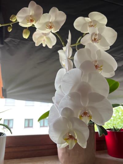 This is a close-up, vertically oriented photograph of a white orchid plant with multiple blooms and buds. The orchids are predominantly white with delicate yellow and pink accents in the center of each flower. The plant is positioned in the foreground, obscuring part of a beige pot. Behind the orchids, a dark gray fabric hangs, possibly a curtain or backdrop. In the background, a window reveals a building with three visible windows, each with red frames and light-colored curtains. The windowsill is made of dark wood. To the right of the orchid, a bright red pot contains a small green plant. To the left, the edge of a white pot with green leaves is visible. The lighting suggests an indoor setting, likely a windowsill in Wörth am Main, Germany.