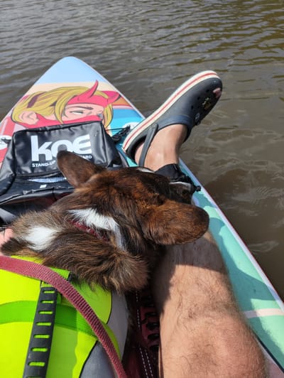 A dog is resting on the lap of a person on a paddleboard in a body of water. The paddleboard has a graphic of an anime character with red horns on its front. A black bag with "KOE STAND-UP" printed on it is placed behind the dog. The person is wearing a dark-colored Croc shoe with a red and white stripe. The water is calm and appears to be muddy brown. The location is the Neva River in the city of Vodorazdel, Russia.