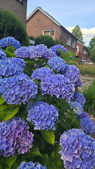 A close-up shot focuses on a cluster of vibrant blue and purple hydrangeas in bloom, their dense flower heads filling the foreground. The petals appear delicate and layered, with some showing hints of lighter shades or white edges. Lush green leaves provide a backdrop to the blossoms, some of which are partially obscured by others.

In the background, a brick house with a dark roof is visible, partially out of focus. The house has several windows and appears to be a residential building. To the left of the house, a patch of green trees and foliage suggests an outdoor setting, possibly a garden or yard. The sky above is a pale blue, with some soft white clouds, indicating fair weather. The overall impression is a peaceful, summery scene in a residential area. There is no visible text in the image. The lighting suggests it is daytime, possibly late afternoon given the soft light on the flowers. The location context of Zeddam, Netherlands, aligns with the typical appearance of such residential areas and flora.