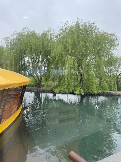 The image shows a scene in Tulovo, Bulgaria, featuring a body of water where several ducks are swimming. A large, weeping willow tree is on the bank next to the water, with its branches partially submerged. A portion of a yellow-covered boat or structure is visible in the lower part of the frame, suggesting the viewpoint is from another vessel. The water is green, and the sky is overcast. A stone bank or wall separates the tree from the water.