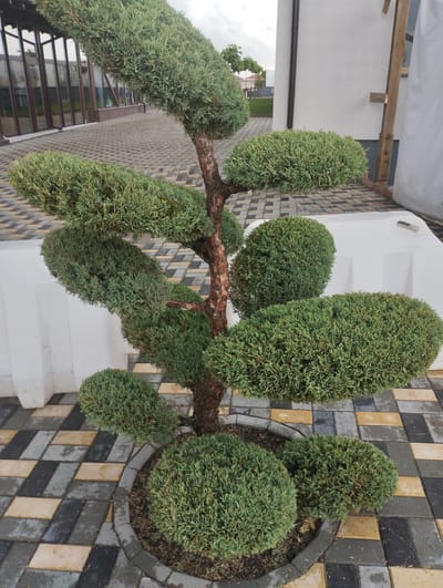 A topiary juniper tree is the central subject of this image, its branches artfully sculpted into rounded, layered sections. The tree, with its rough, textured brown trunk, is planted in a round planter at the base. The planter is surrounded by a curved border of paving stones. The ground is paved with rectangular interlocking pavers in a patterned arrangement of grey, black, and yellowish-tan. In the background, a modern white building with a dark gutter runs along its exterior. To the left of the building, a section of a glass-enclosed structure with dark frames is visible, suggesting an adjacent building or covered walkway. A white, curved barrier or wall is positioned behind the planter, separating the paved area from the building. The lighting suggests it is daytime, possibly overcast, as there are no strong shadows. The overall setting appears to be an outdoor, manicured landscape, possibly a garden or courtyard.