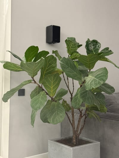 A medium-shot, upside-down view shows a Fiddle Leaf Fig (Ficus lyrata) potted in a gray, square container, positioned near a gray couch. The plant has multiple green leaves with prominent veins and brown branches. To the left, a small, black rectangular object is mounted on a light gray wall above a white baseboard. Below and to the right of the plant, a small, dark gray square is also attached to the light gray wall. The location is inside a building and there is no indication of the location being Молодёжный, Russia.
