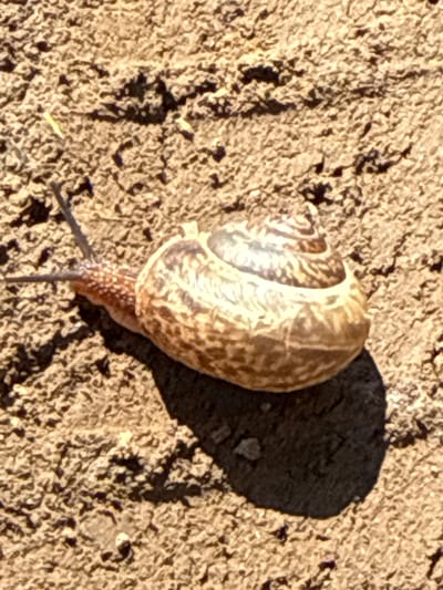 A close-up, top-down shot shows a garden snail crawling on dry, cracked earth. The snail is positioned in the lower left quadrant of the frame, moving towards the right. Its shell, which is coiled and a mottled brown and beige, is the focal point of the image. The snail's head and tentacles are visible extending from the shell. The textured ground appears to be soil or dry mud. A shadow cast by the snail is visible in the lower right portion of the frame. No people or buildings are present in the image. The scene does not provide any contextual information about the specific location within the city of Kalinino, Russia.