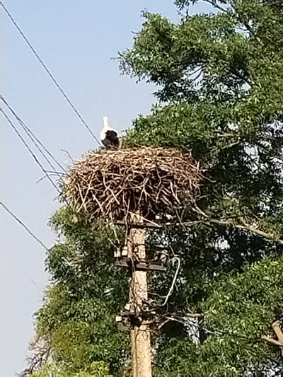 A bird's nest is perched on a utility pole amidst lush green foliage under a clear blue sky. A stork, with its distinctive black and white plumage, stands at the edge of the nest, looking out. The nest itself is a large, intricate structure made of twigs and branches, characteristic of the nesting habits of large birds like storks. The surrounding trees are full and vibrant, suggesting a warm, sunny day. The presence of utility wires indicates an inhabited area, likely rural given the natural setting. The scene captures a moment of quiet domesticity for the bird, possibly a parent tending to its nest or a lone individual surveying its surroundings. The overall impression is one of natural beauty and the peaceful coexistence of wildlife and human infrastructure. The context of Ivankiv, Ukraine, adds a layer of regional specificity to this otherwise universal depiction of nature.