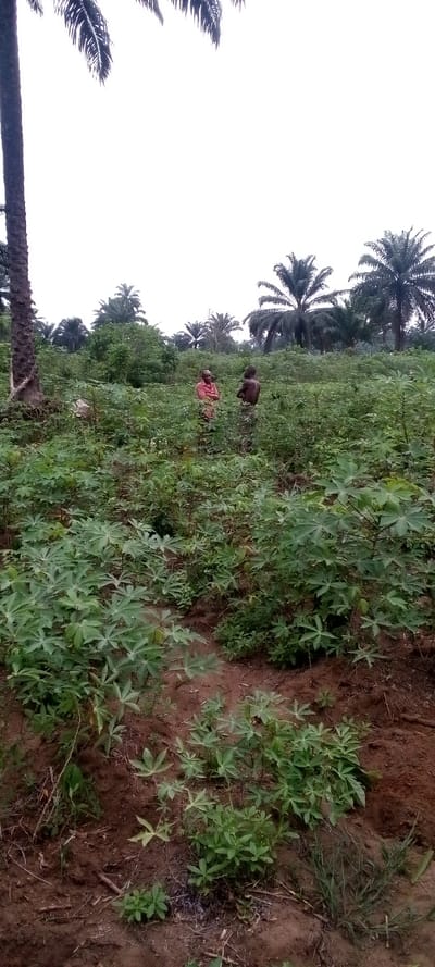 The image depicts a rural agricultural scene in Omagwa, Nigeria, under an overcast sky. The foreground and middle ground are dominated by a dense field of green plants, which appear to be cassava crops. The reddish-brown soil is visible between the plants.
In the middle ground, two individuals are standing amidst the crops, seemingly engaged in conversation. One person, an older man, wears a reddish-orange shirt and faces another individual. The second person, seen from the back, is shirtless and possibly younger, facing the first man.
Numerous tall palm trees are visible in the background, their fronds silhouetted against the light sky. A prominent, thick palm tree trunk stands on the far left of the foreground. The presence of palm trees and cassava plants strongly suggests a tropical or subtropical setting, consistent with the given location of Omagwa, Nigeria.
The time of day appears to be daytime, likely overcast, as indicated by the soft, diffused light and the uniform light grey sky, with no harsh shadows visible. The overall scene portrays daily life centered around farming in a tropical environment. There is no visible text in the image.