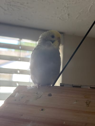A budgerigar, primarily white with yellow on its head, sits on a light-colored wooden surface. The bird is facing right, with its head tilted slightly downwards and to the right. The background shows horizontal blinds, through which daylight is streaming. A thin, dark rod extends diagonally from the upper right corner downwards towards the center of the frame, resting on a metal hinge attached to the wooden surface. The wooden surface appears to be part of a structure, possibly a cage or perch, with visible screws and some loose white fibers. The overall lighting suggests an indoor environment, with the sun illuminating the scene from behind the blinds. The location is specified as Alpharetta, United States of America.