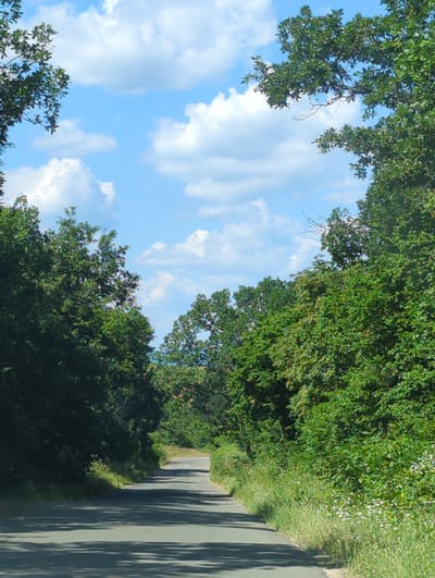 The image shows a two-lane asphalt road winding through a dense forest on a bright, sunny day. The road is flanked on both sides by lush green trees and vegetation, with the foliage of the trees arching overhead, creating a natural tunnel effect. The sky is a vibrant blue, dotted with fluffy white clouds. Sunlight casts dappled shadows on the road, indicating a clear day. The image appears to be taken from the perspective of someone traveling on the road. The scene is serene and natural, typical of a rural or wooded area.