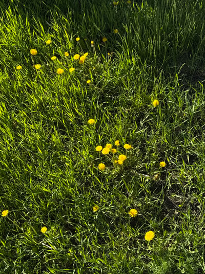 The image depicts a patch of green grass interspersed with dandelions. The grass is dense and vibrant green with some darker patches suggesting shaded areas. The dandelions are scattered throughout the grass, exhibiting their characteristic bright yellow flower heads. The view is from directly above, giving a top-down perspective of the scene. No people are visible. The location in Pad', Russia, cannot be confirmed based on the image alone.