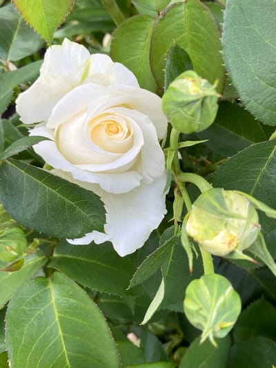 The image is a close-up, top-down shot of a white rose in full bloom, surrounded by green leaves and several rosebuds. The rose is the central subject, its delicate white petals unfurling to reveal a soft yellow center. The leaves are a deep green, with serrated edges and visible veins. Some of the rosebuds are still tightly closed, while others show hints of the white petals within. The lighting suggests it is daytime, with natural light illuminating the scene. The focus is sharp on the rose and some of the surrounding foliage, with a slightly blurred background that emphasizes the rose's beauty. The overall mood is serene and natural, highlighting the simple elegance of the rose. There is no visible text in the image. The location context is Mrakovo, Russia, which suggests a natural, possibly garden or outdoor setting.